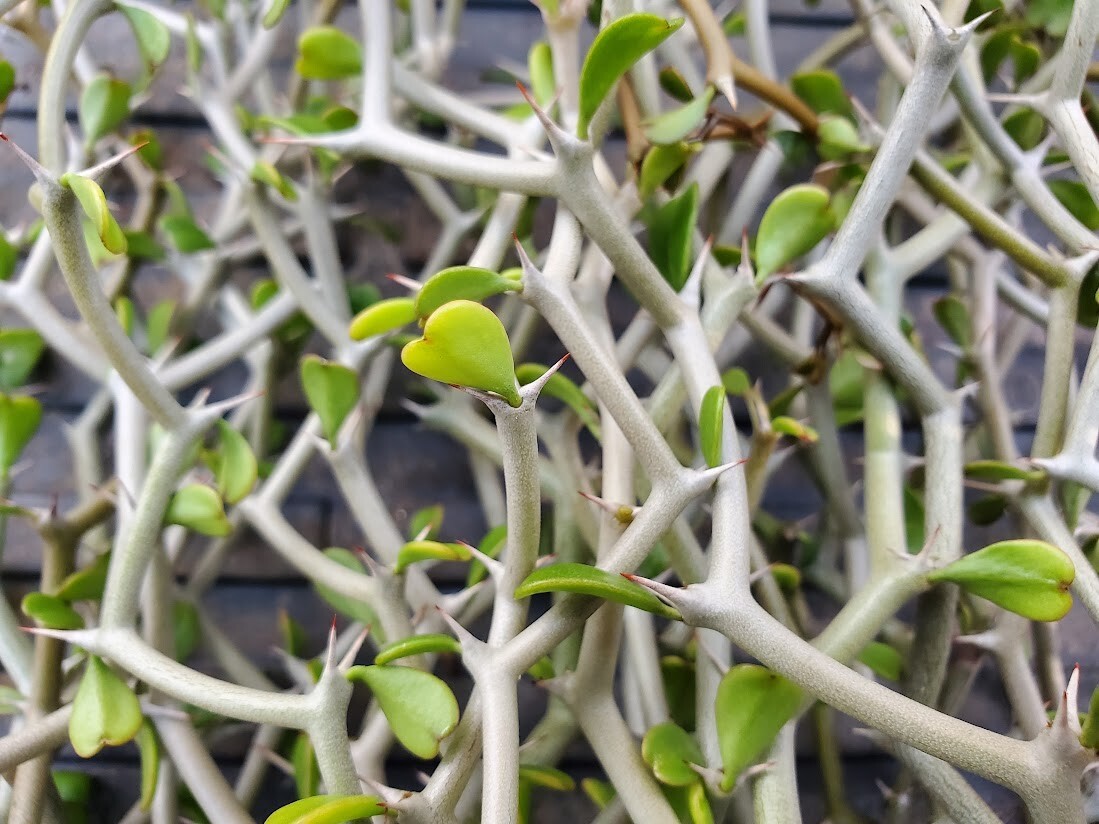 Decarya madagascariensis – Zig Zag Plant – Madagascar – 1 NON-ROOTED CUTTING