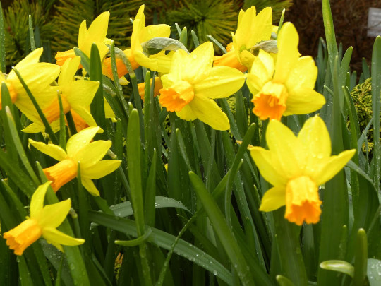 5 Miniature Daffodil BULBS ~ Mini Rock Gardens **FALL Planting