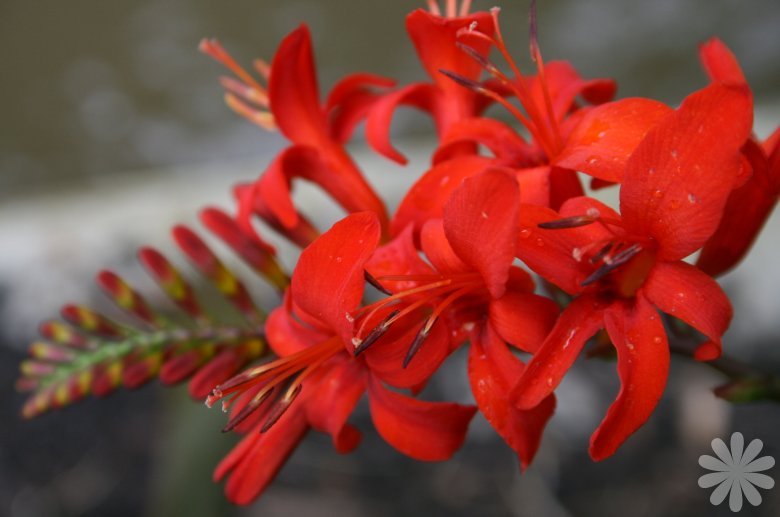 CROCOSMIA LUCIFER 100 SEEDS, bright red flowers, EZ to grow seeds, USA seller