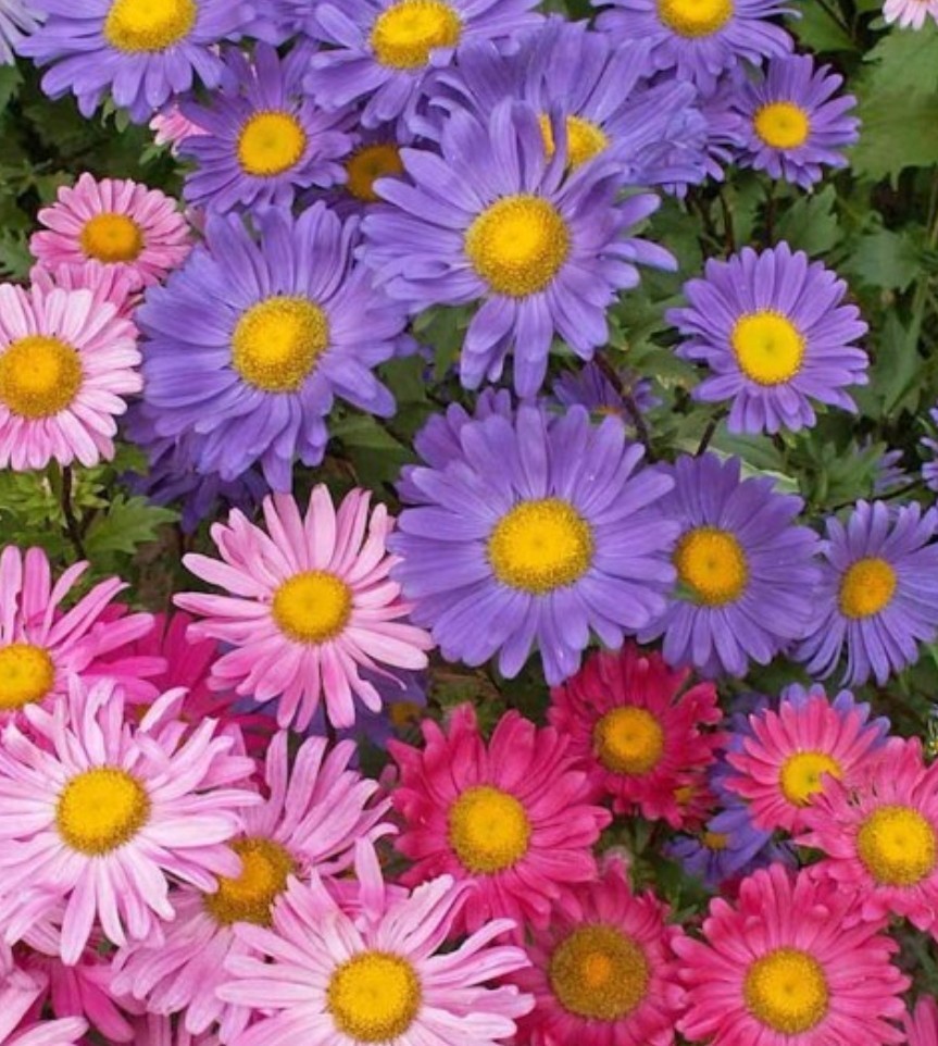 250+ China Aster Mix Seeds **Fresh Seeds** ~~Free Shipping~~