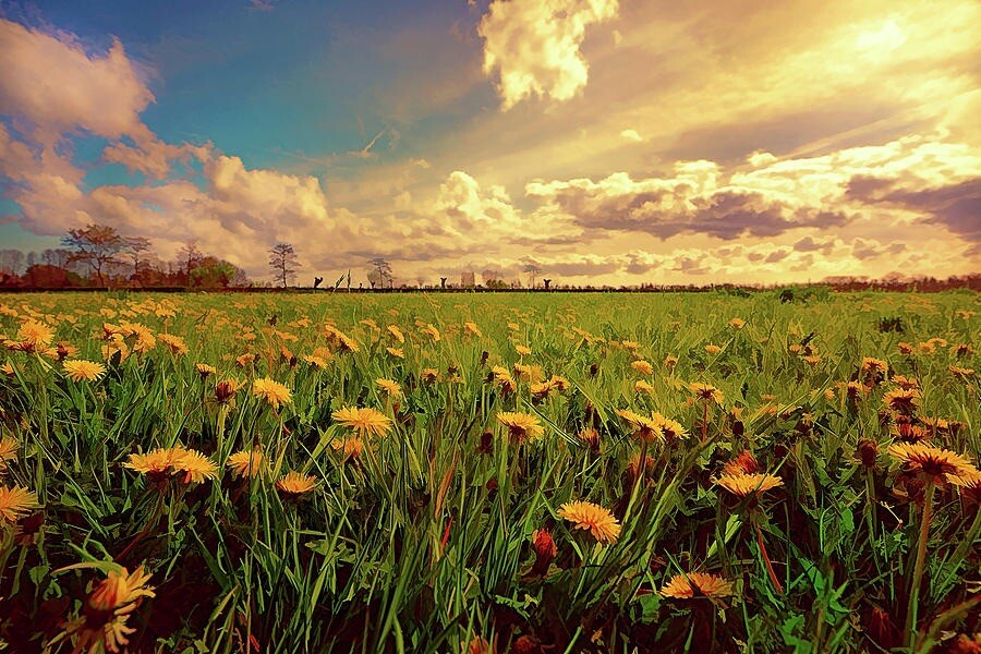 500 + Dandelion Seeds / True / Wild / Yellow Flowers / Organic Perennial