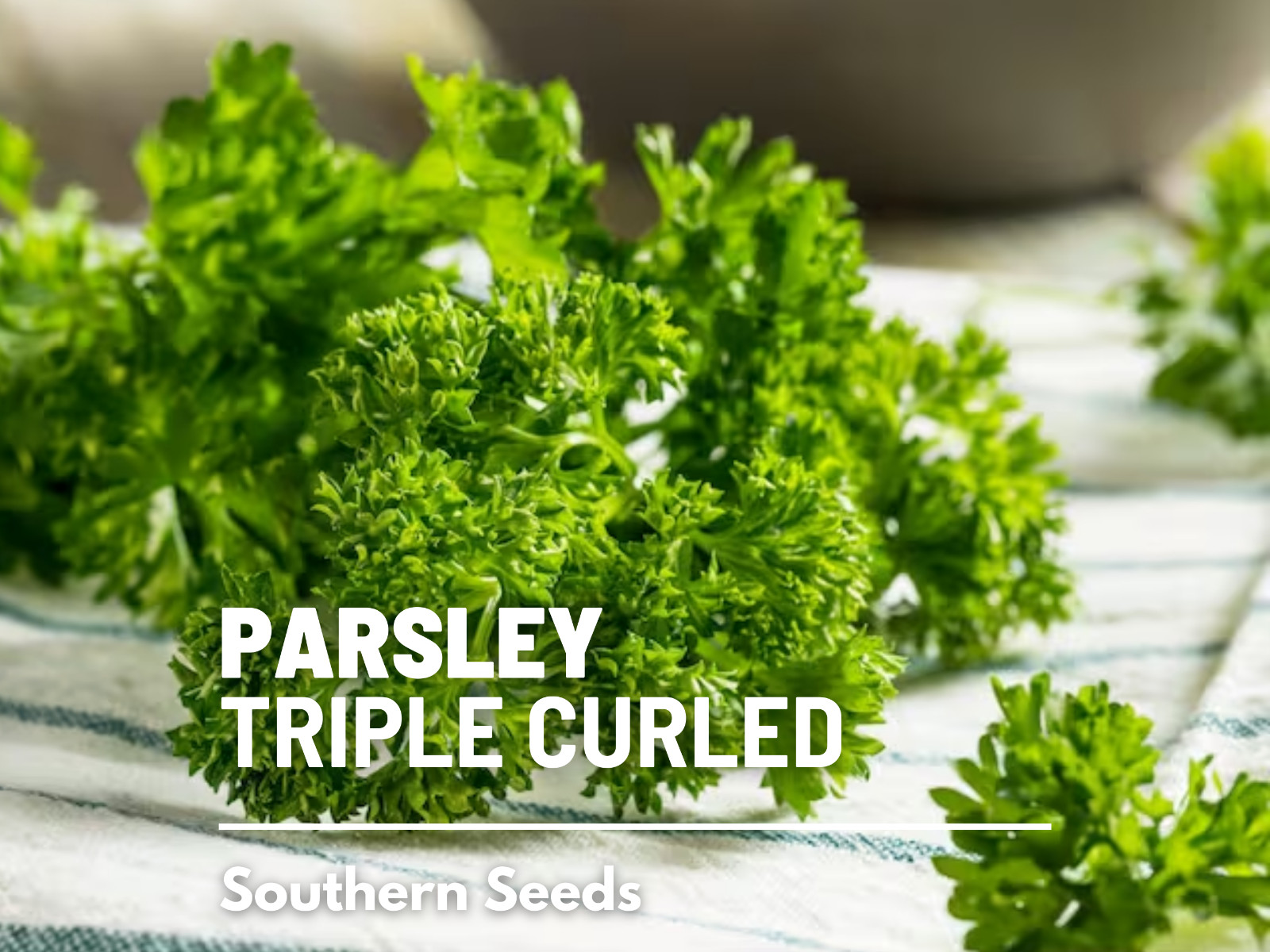 Parsley, Triple Curled- 200 Seeds – GMO Free (Petroselinum crispum)