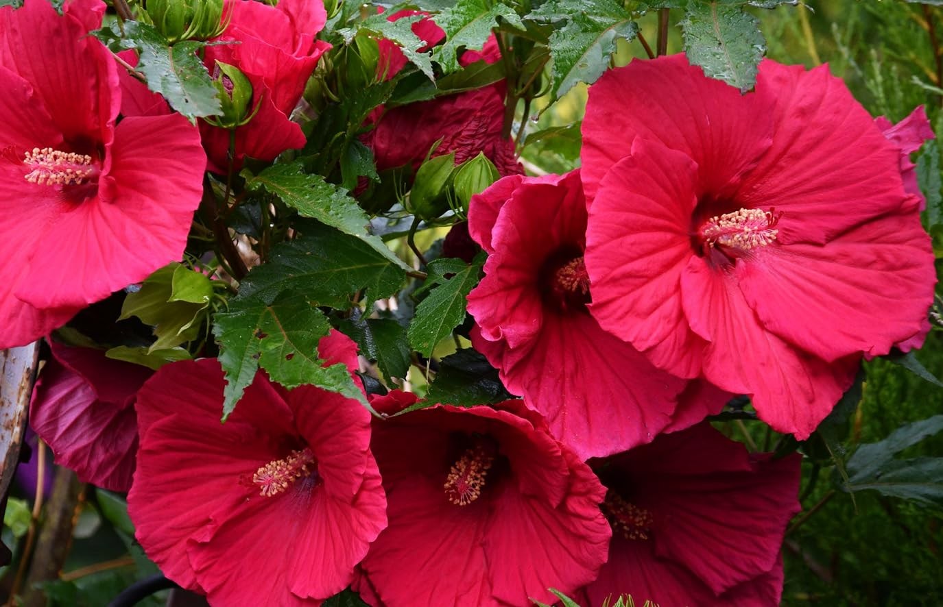 20 Giant Hibiscus Flower Seeds Hardy,Mix White Pink Red Color Home Garden