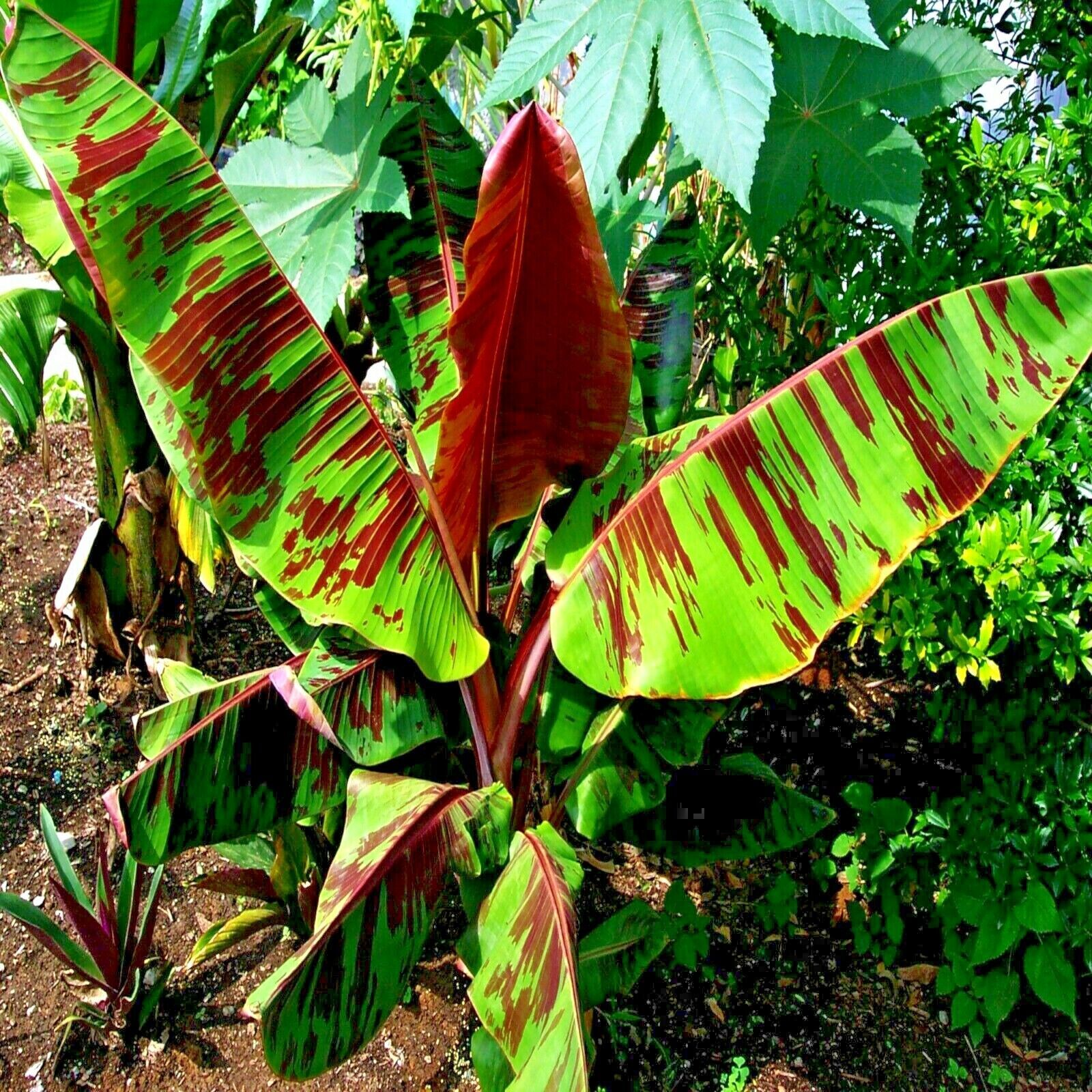 10 Red Tiger Darjeeling Banana Plant Tree Seeds (Musa sikkimensis) Hardy-Zone 5