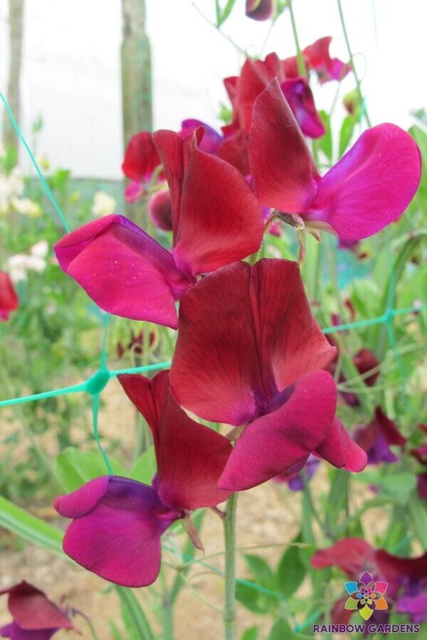 50+ Jack Ellis Sweet Pea Seeds for Garden Planting – USA – FREE SHIPPING!