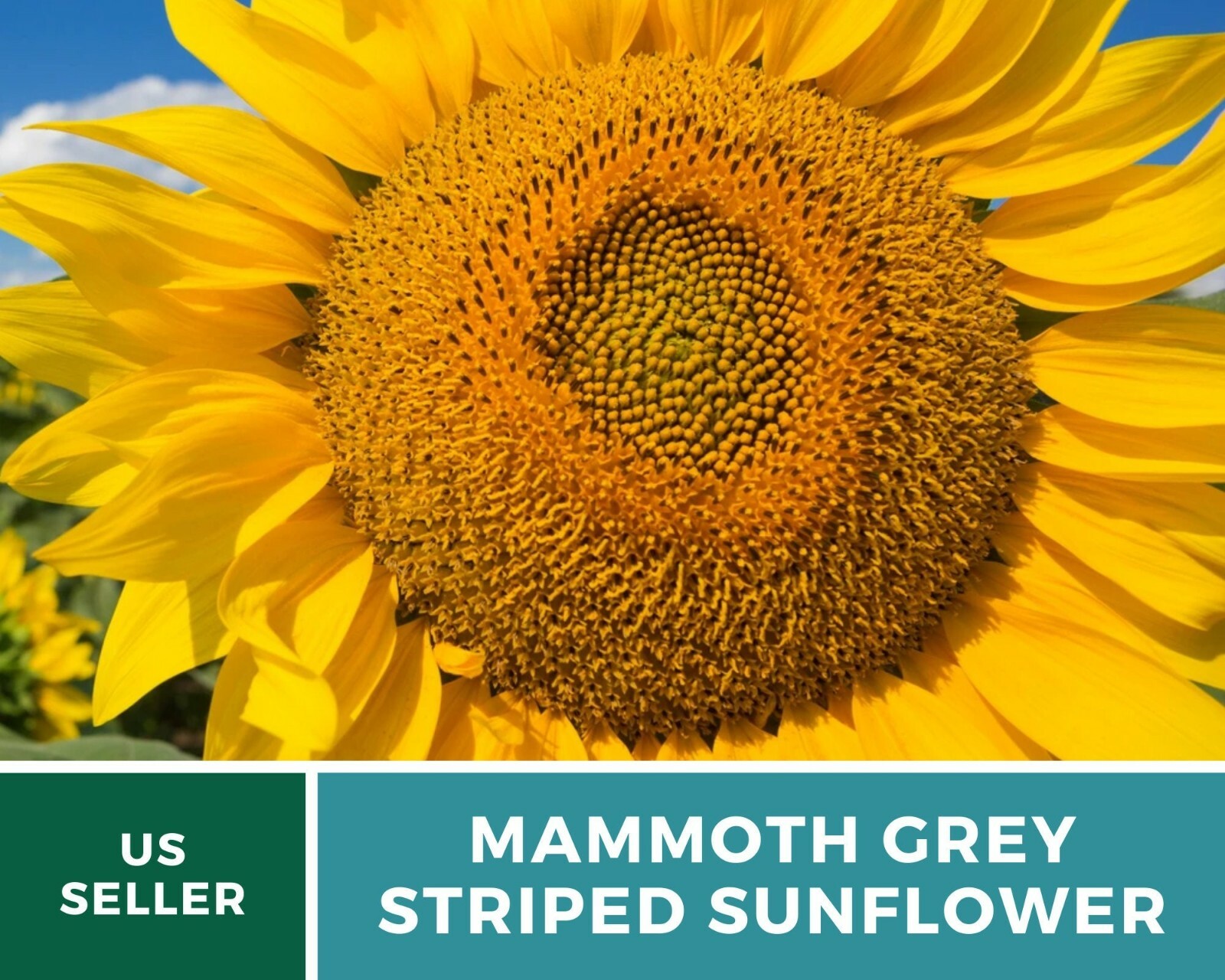 Sunflower, Mammoth Grey Stripe – Heirloom Seeds – Medicinal & Culinary – GMO Fr