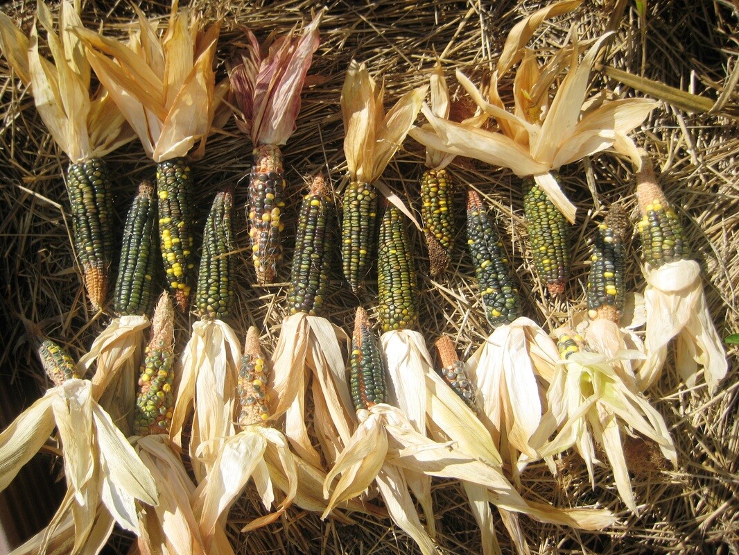Oaxacan Green Dent Ornamental Corn Seeds | Blue Gold Glass Gem Popcorn Seed 2024