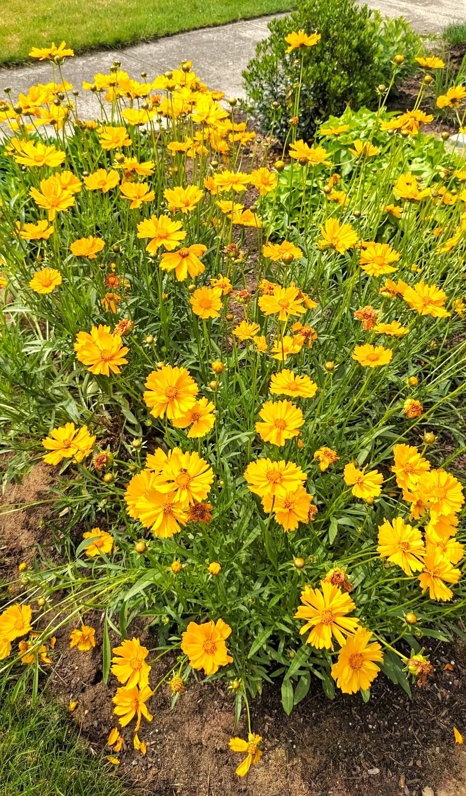 Lanceleaf Coreopsis Seeds | Yellow Tickseed May Perennial Wildflower Seed 2025