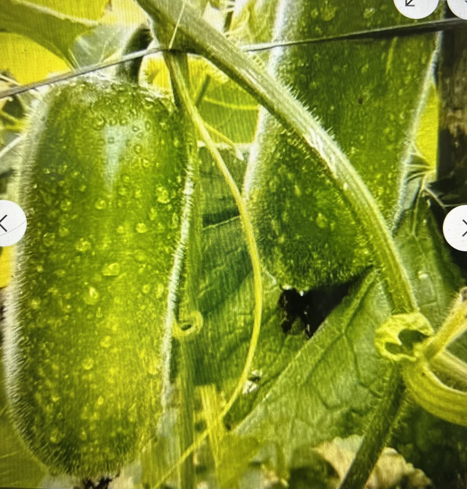 40 + WAX GOURD Winter Melon White Ash Benincasa Hispida Vegetable Seeds Bi Dao