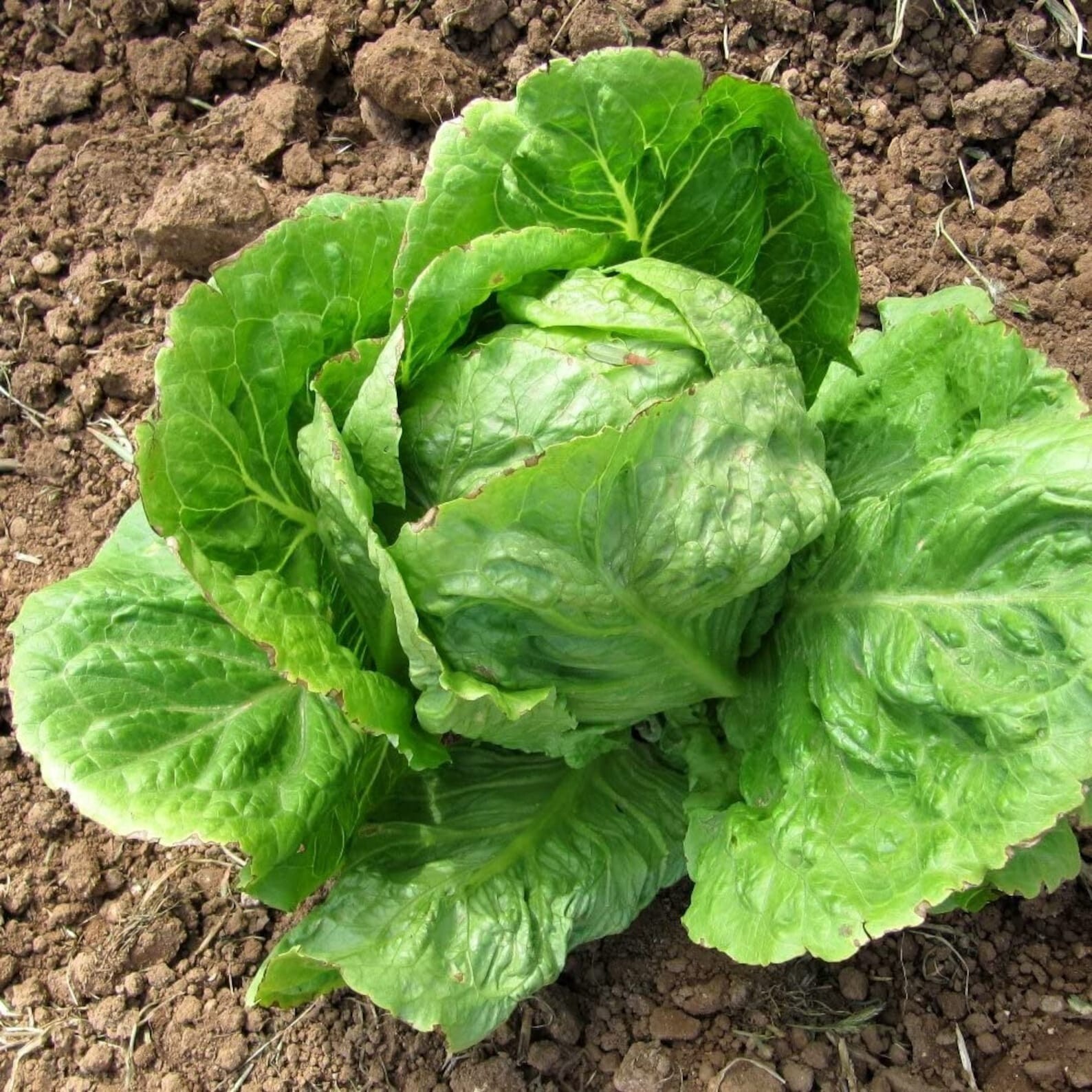 2000+ Lettuce, ICEBERG CRISPHEAD Leaf Seeds, Organic NON-GMO, 2024 Season