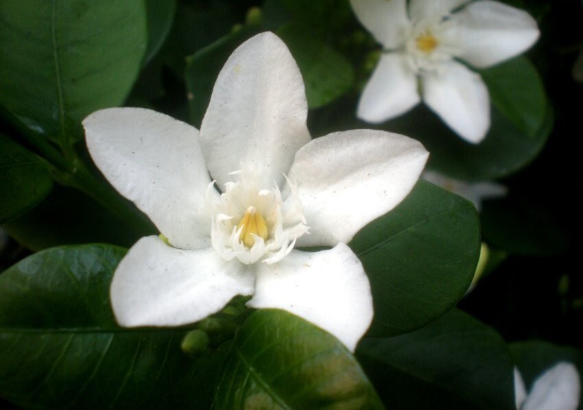 Asian Snow Jasmine~Wrightia antidysenter~Small Rooted STARTER Plant~Fragrant