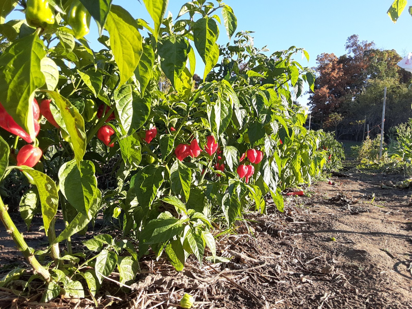 “Motown Magic” Hot Chili Pepper Seeds x30 MIX – Michigan Grown! Organic, Non-GMO