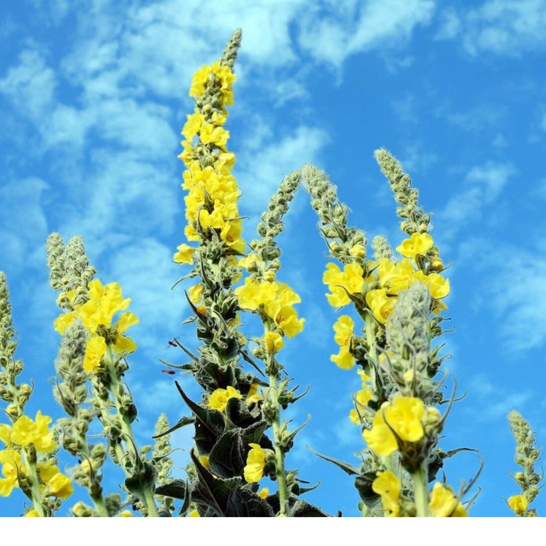 Great Mullein, 200+ Seeds. (Verbascum thapsus) Heirloom~Organic. Free Shipping.