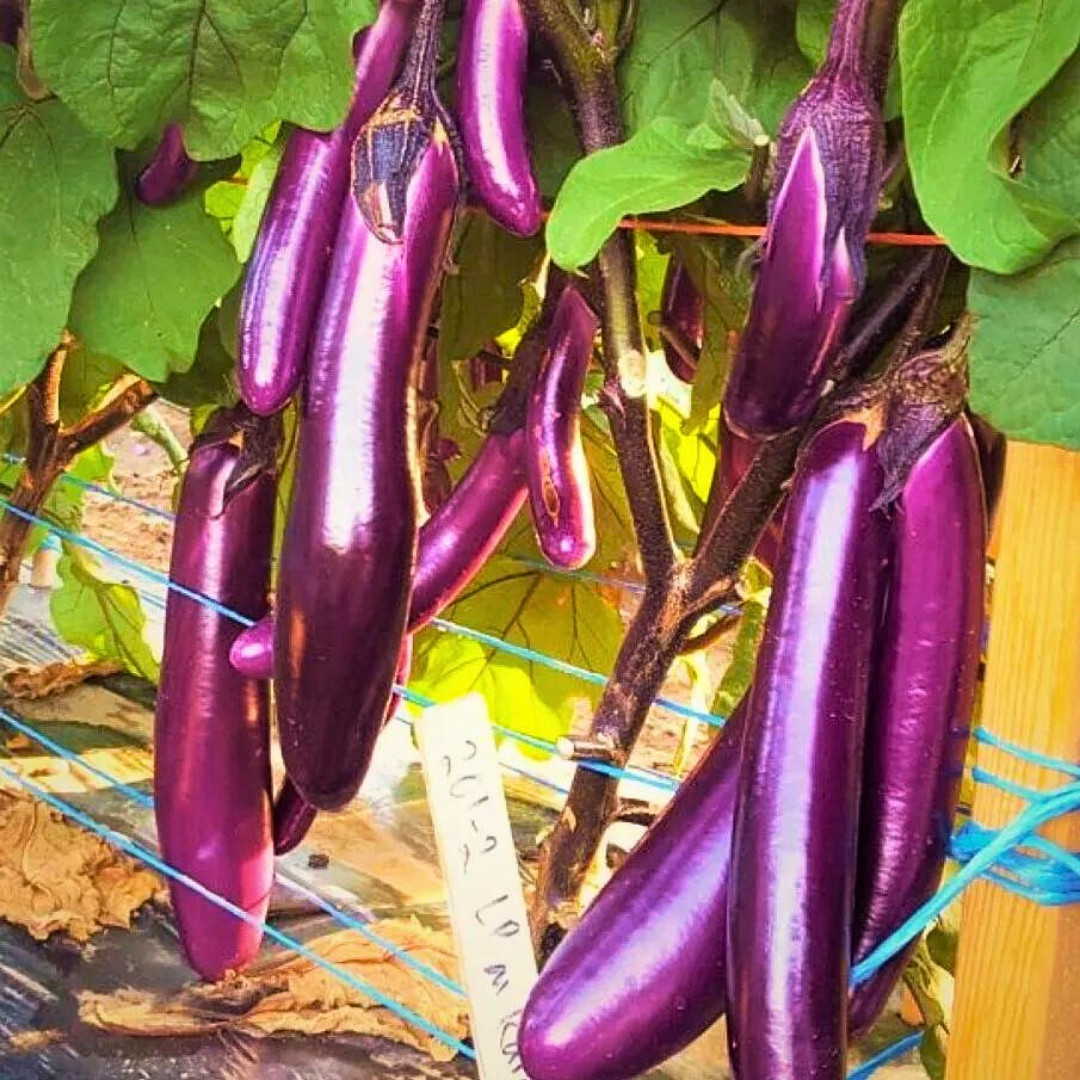 Fresh Chinese Eggplant Seeds | Ping Tung | Heirloom Non-GMO | Asian Vegetable