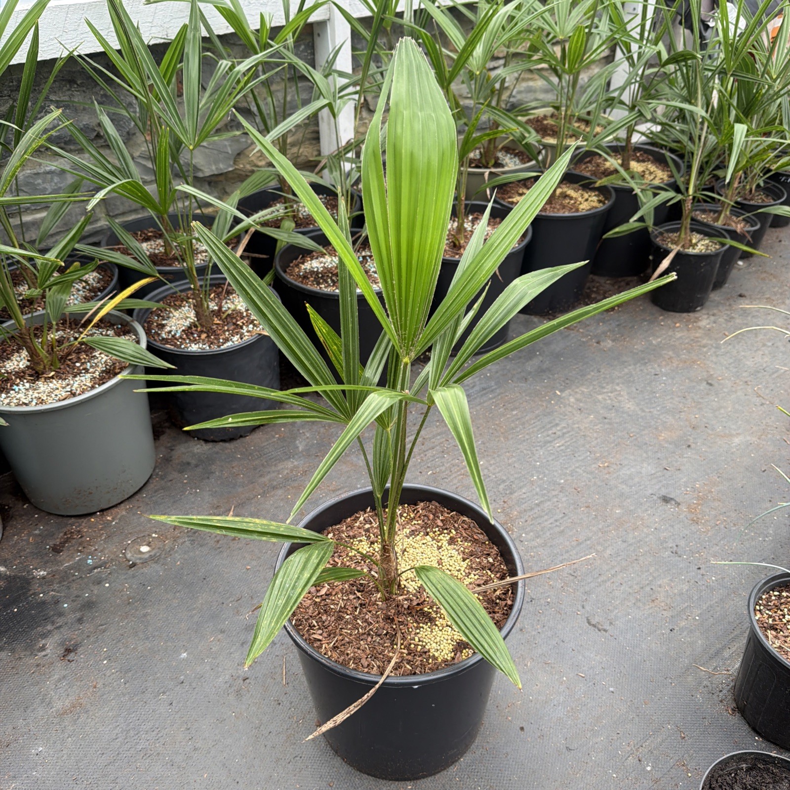 Trachycarpus wagnerianus x fortunei Small 3 Gallon– Cold Hardy Hybrid