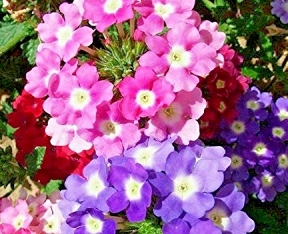 201+VERBENA MIX Flower Seeds Groundcover Hanging Baskets Container Flower Garden