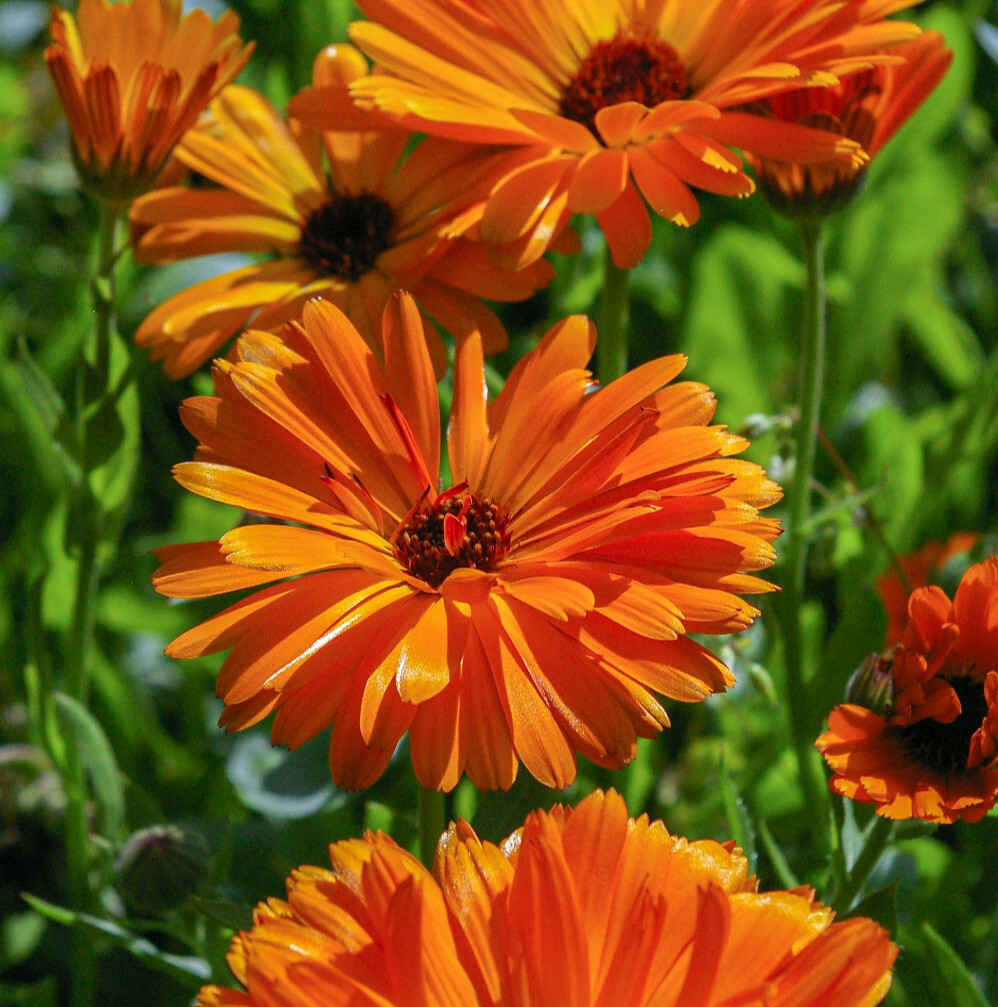 25+ Calendula Seeds, Medicinal Flowering Herb Orange Pot Marigold, Free Shipping