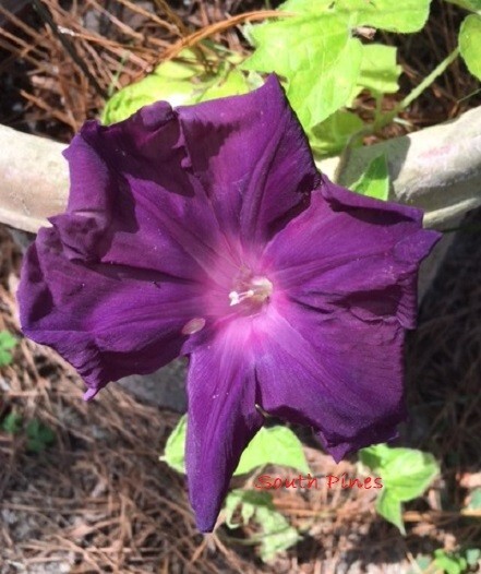 Deep Burgundy Black Lime Leaves Japanese Morning Glory Seeds – ipomoea NIL