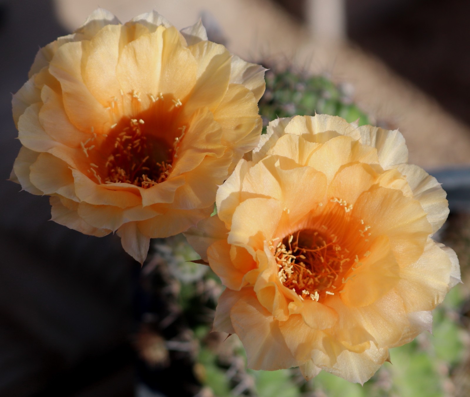 Echinopsis hybrid ‘Orange Cups’