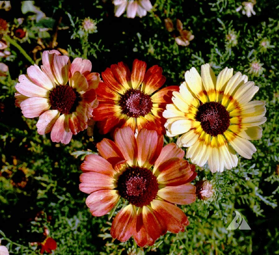 Painted Daisy MIXED Colors Pollinators Butterflies Perennial Non-GMO 200 Seeds!