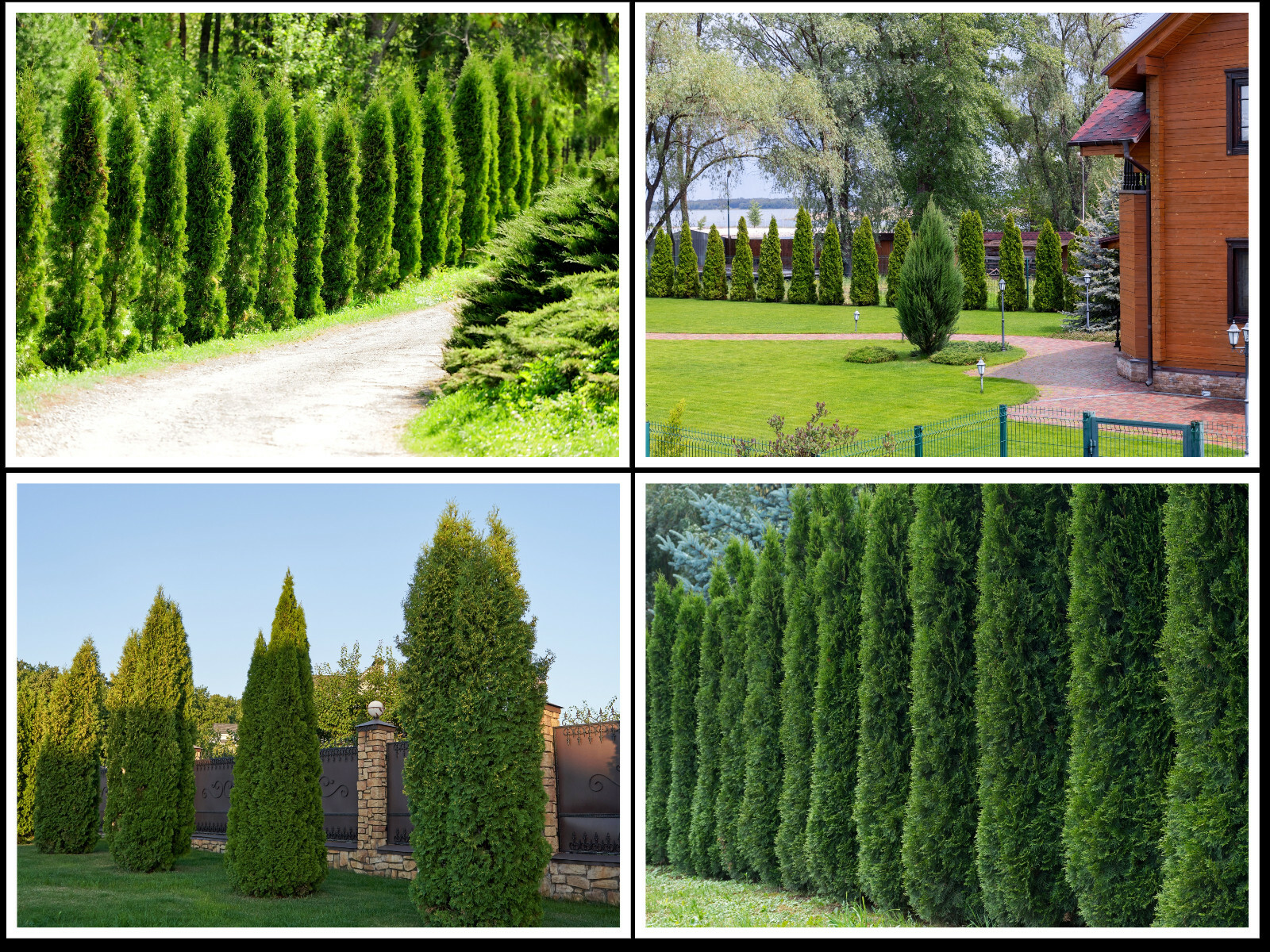 50+ THUJA TREE SEEDS (Thuja occidentalis) White Cedar Arborvitae Hedge Row FAST