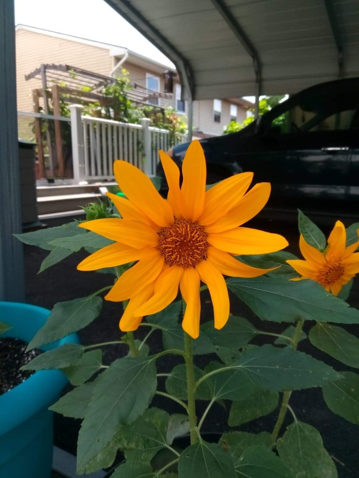 Dwarf Sunspot Sunflower, 50 seeds