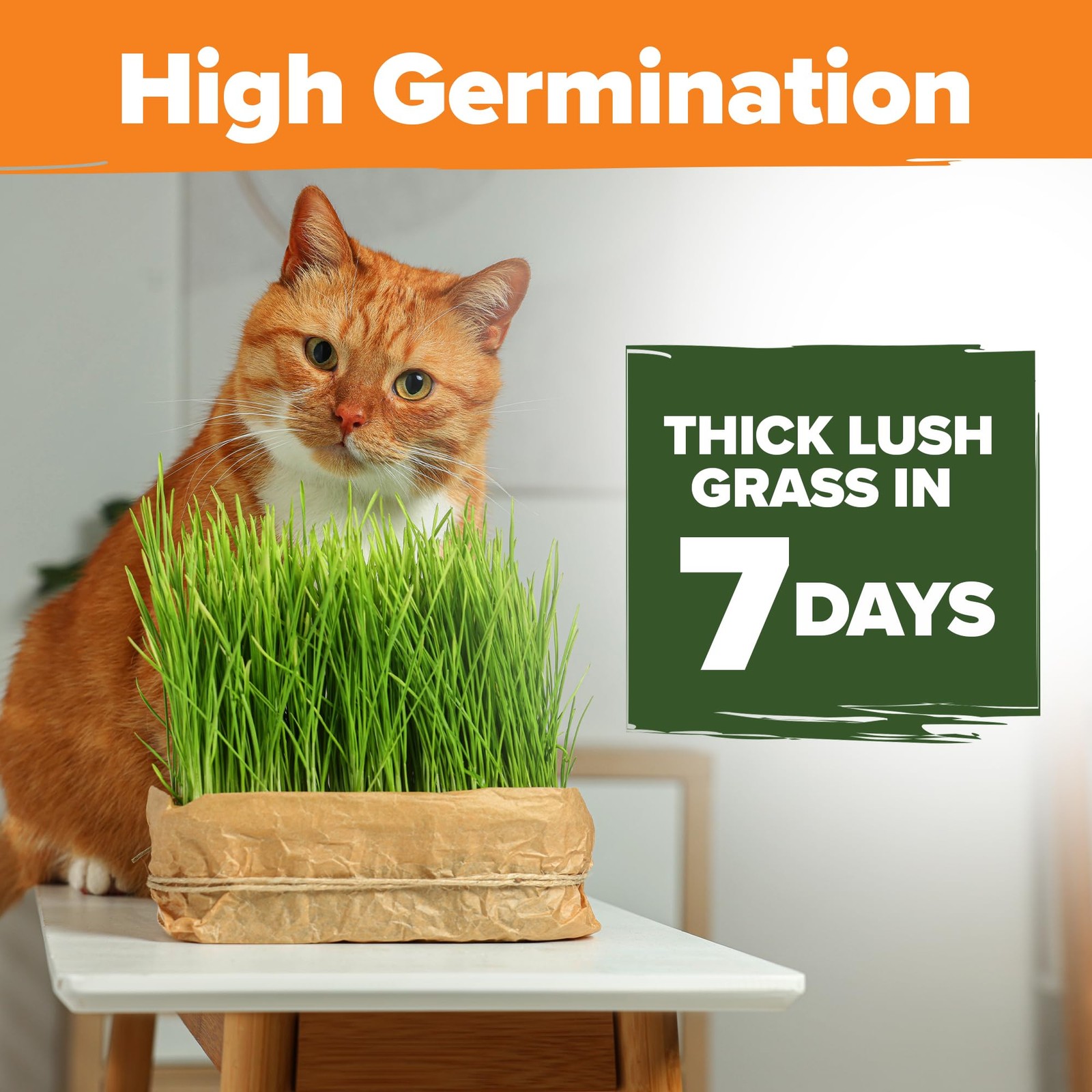 Non GMO 1 Pound Cat Grass Seeds for Cat & Kittens Oat & Barley Mix 100% Heirl…