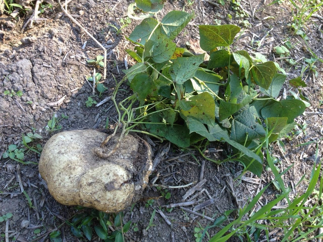 – True Jicama Seeds – 80+ Count – for 2026 Planting USA Garden Vegetable Mexican