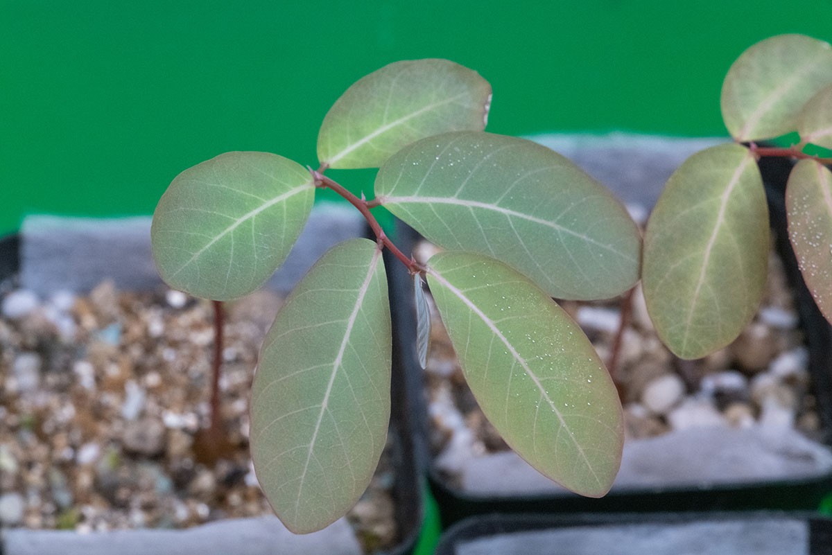 phyllanthus mirabilis 5 seeds Free Shipping!