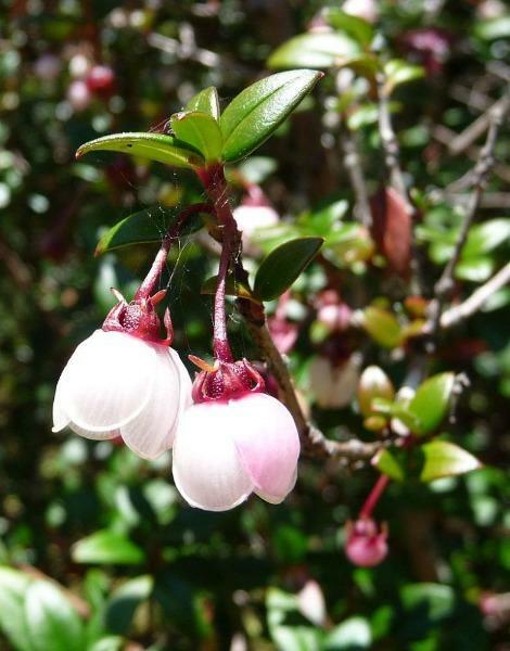 Ugni molinae | Chilean Guava | Strawberry Myrtle | 10 Seeds
