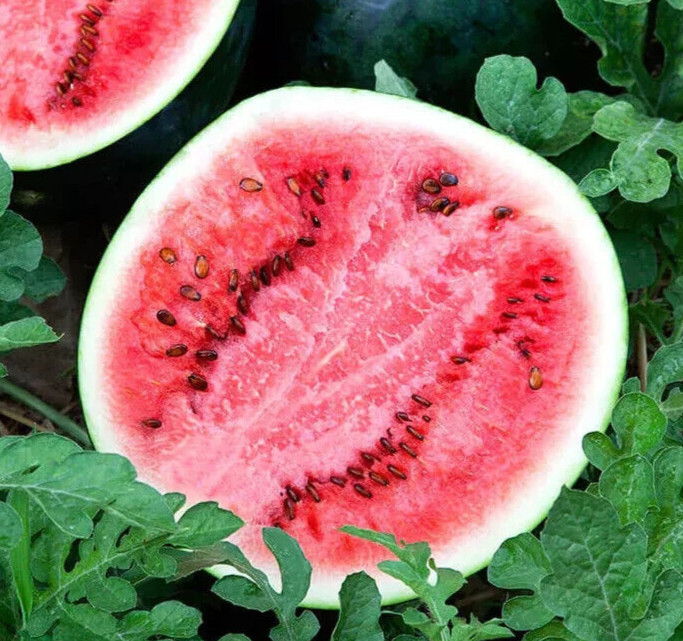 25+ Sugar Baby Watermelon seeds, Fresh, Ready for Planting. Free Shipping USA
