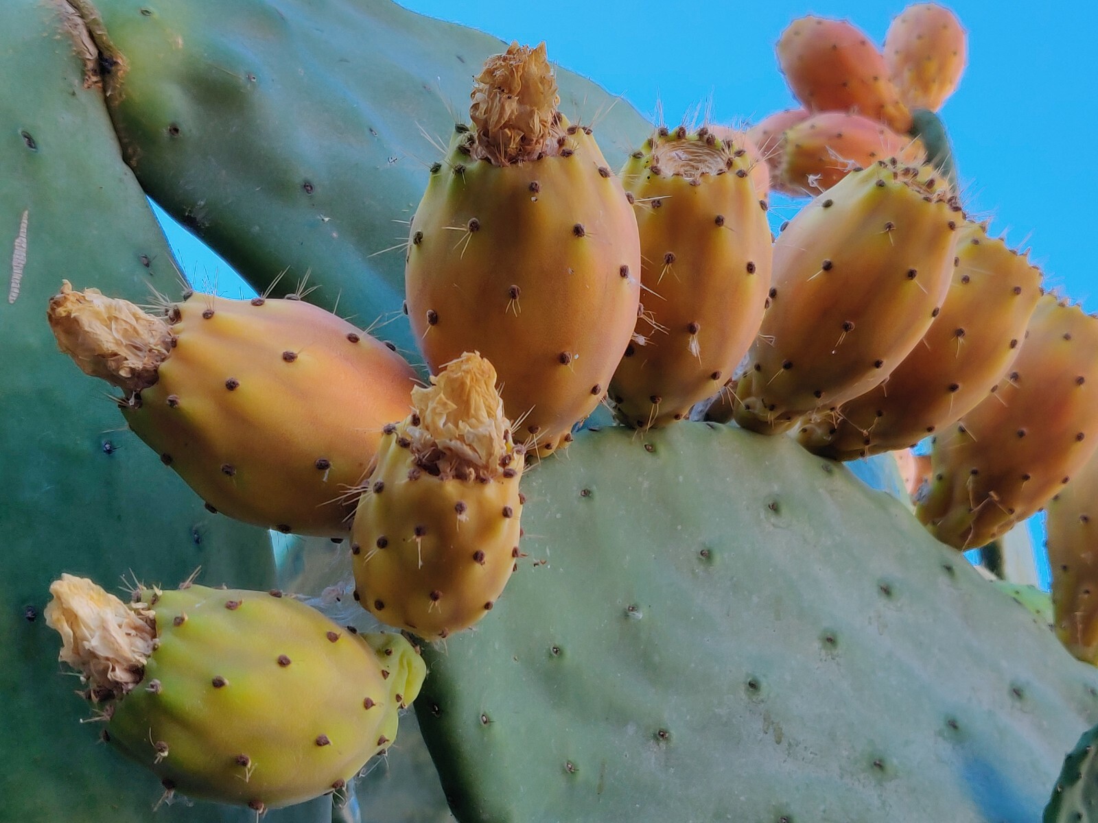 60 Opuntia Prickly Pear Cactus Fruit Tuna Sabra Cactus Organic Seeds Semillas