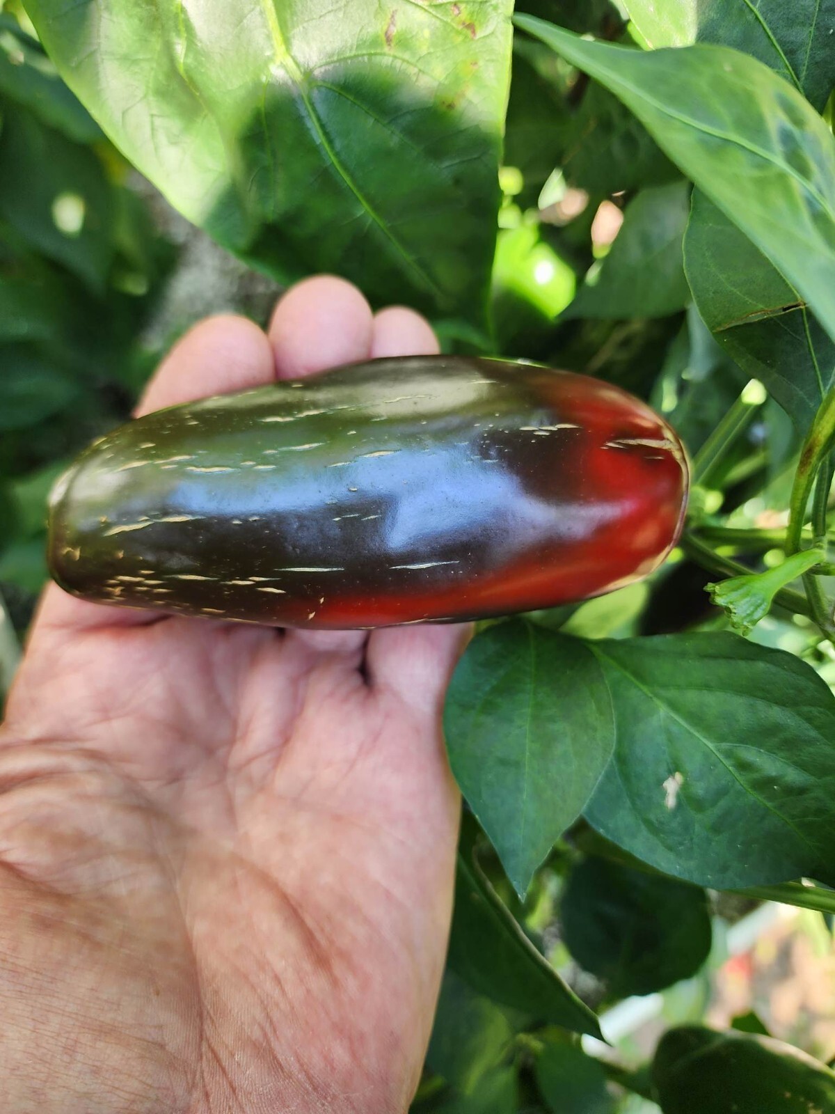Mammoth Jalapeno Hot Pepper Seeds – 25+ Seeds – FRESH _ Heirloom – FREE SHIPPING