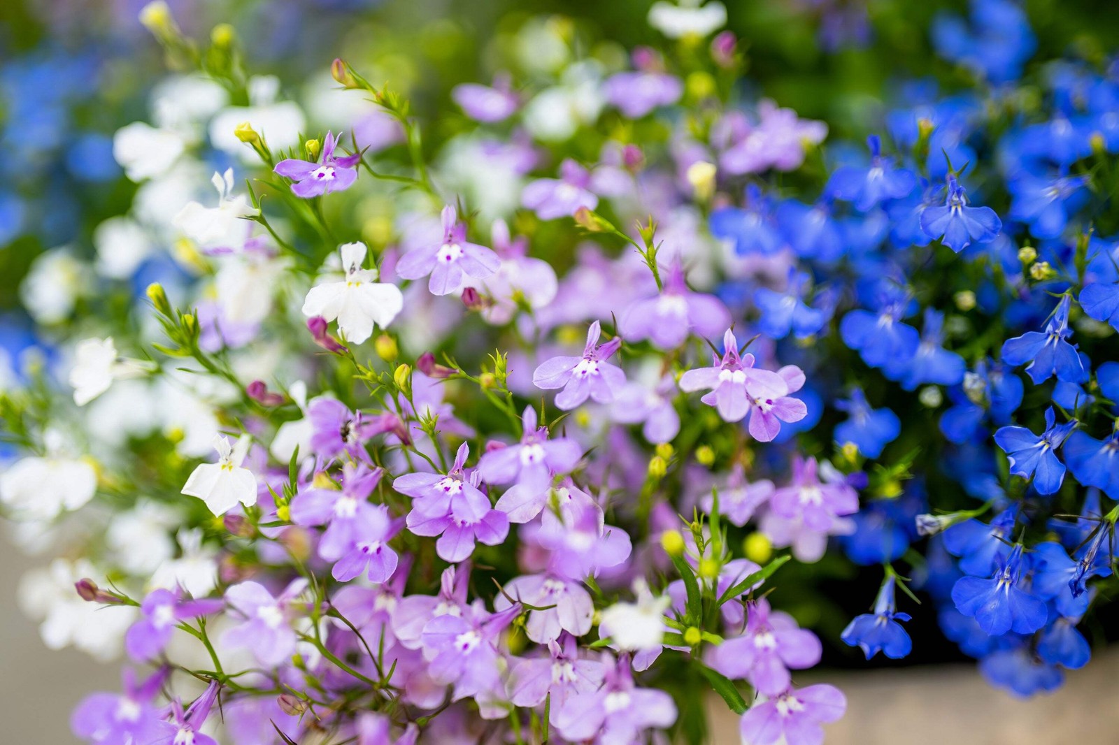 200 MIXED COLORS LOBELIA Regatta Lobelia Erinus Flower Seeds