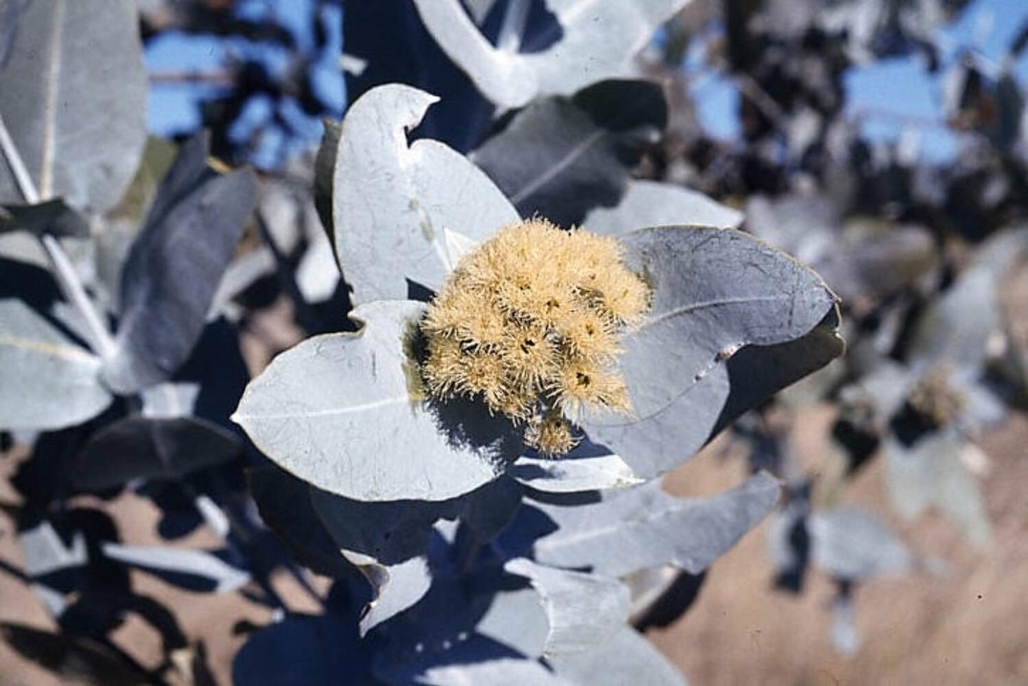 10 SILVER BOX EUCALYPTUS Pruinosa Silvery Blue-Green Foliage Yellow Flower Seeds