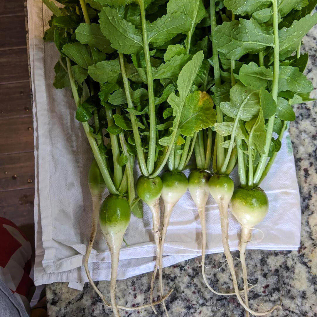 Fresh Premium Wasabi Radish Seeds | Heirloom Non-GMO | Asian Vegetable Seeds