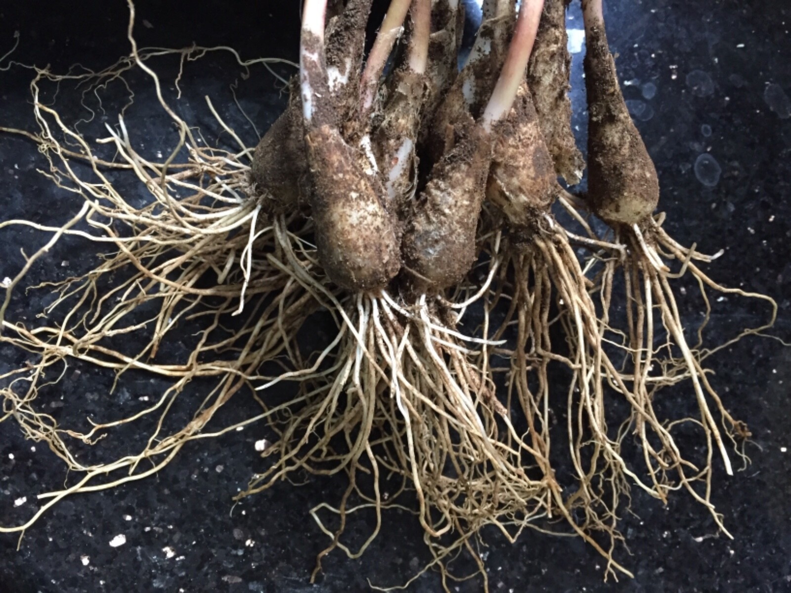 10 ORGANIC Ramp bulbs Wild Leek Fresh Allium Tricoccum Onion Garlic