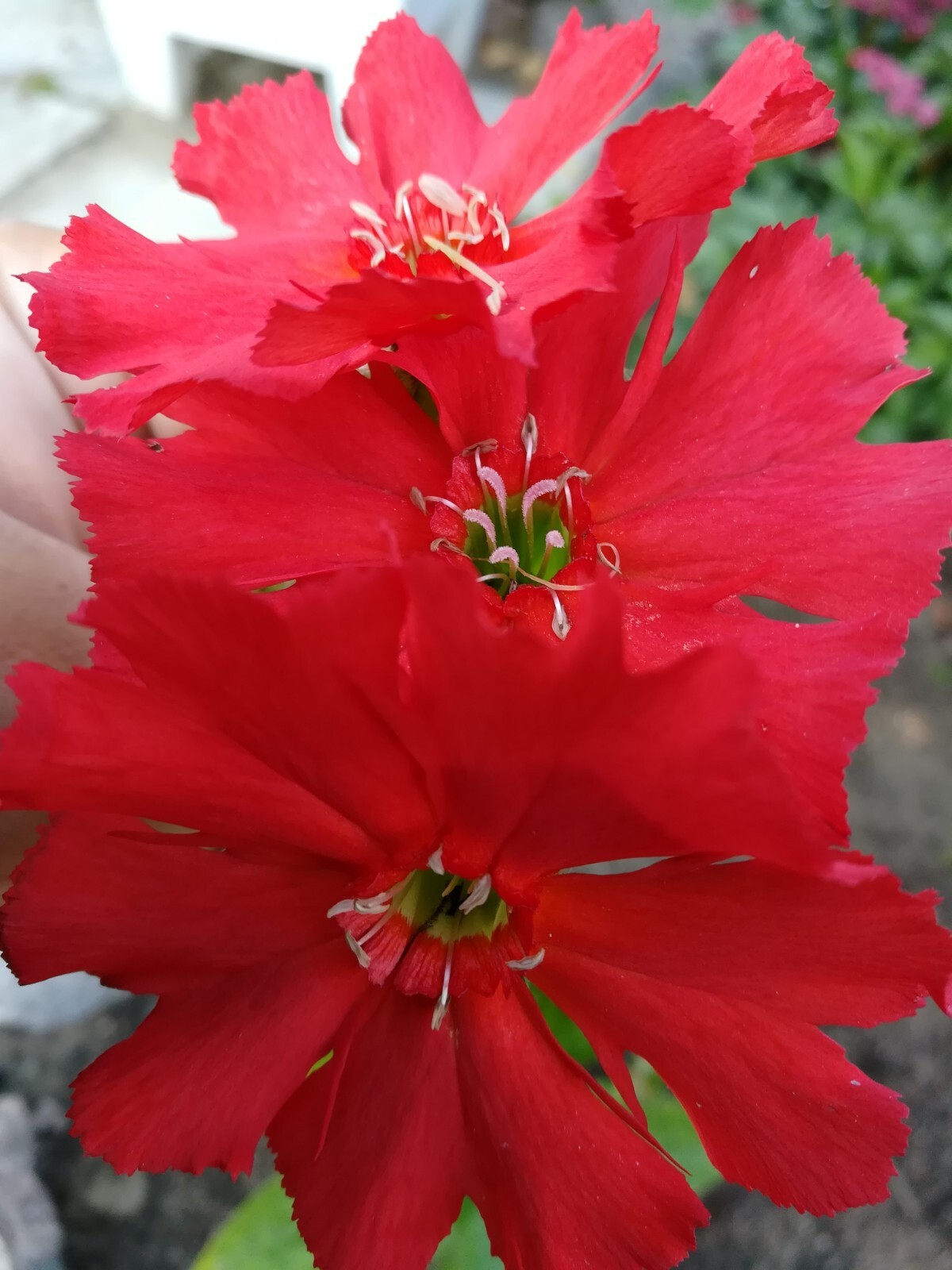 50 seeds lychnis arkwrightii vesuvius scarlet, dark leaves, rare flower