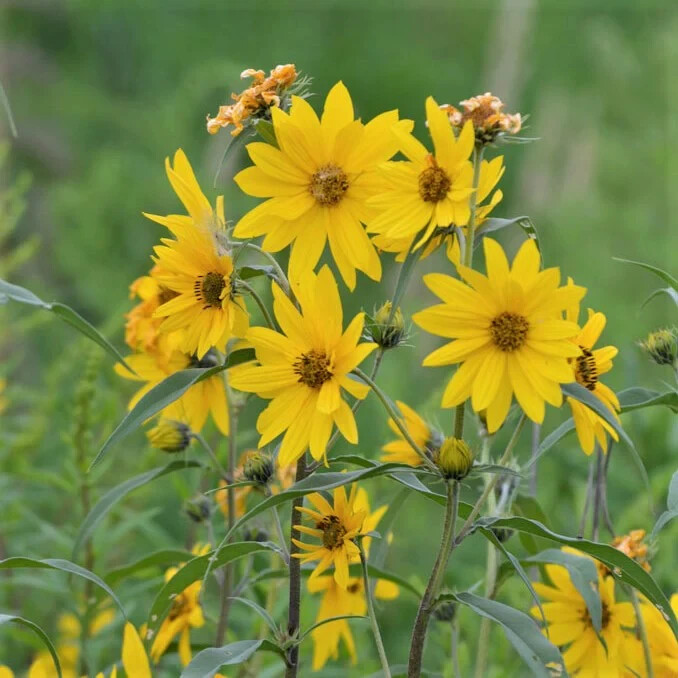 1,000 Maximilian Sunflower Seeds NON-GMO Free Shipping