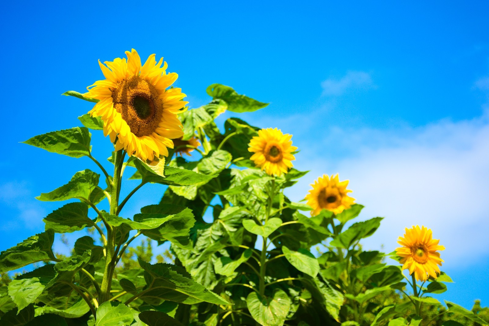 Giant Sunflower Seeds for Planting – Heirloom & Non-GMO – Open Pollinator Seeds