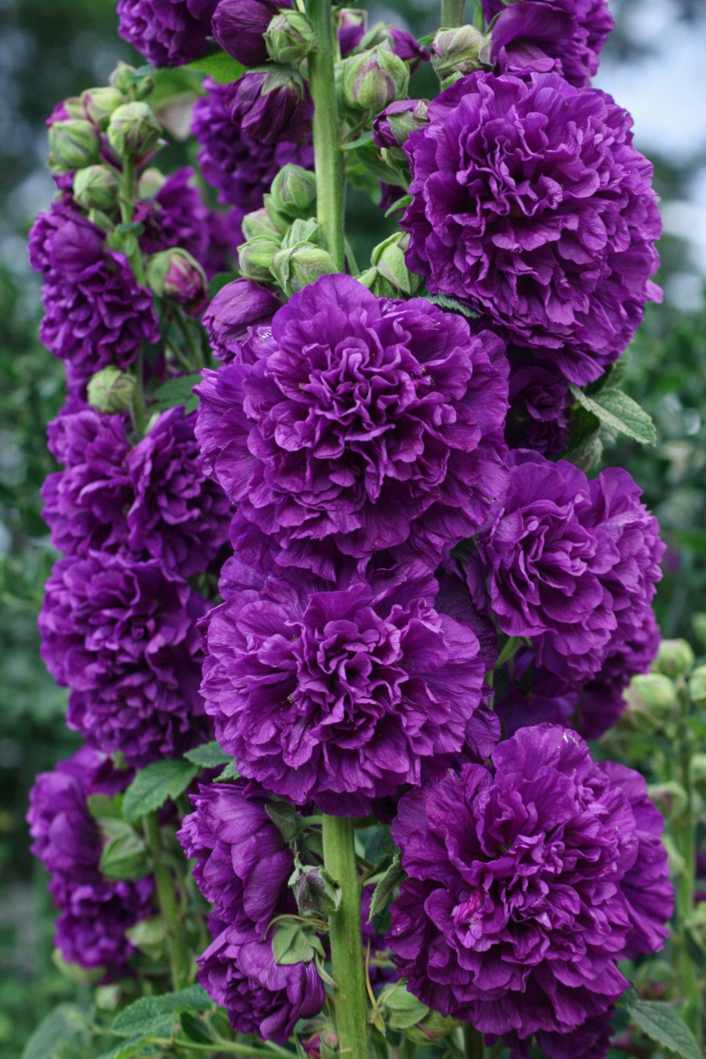 25 Double Violet Hollyhock Seeds Perennial Flower Seed Flowers US SELLER