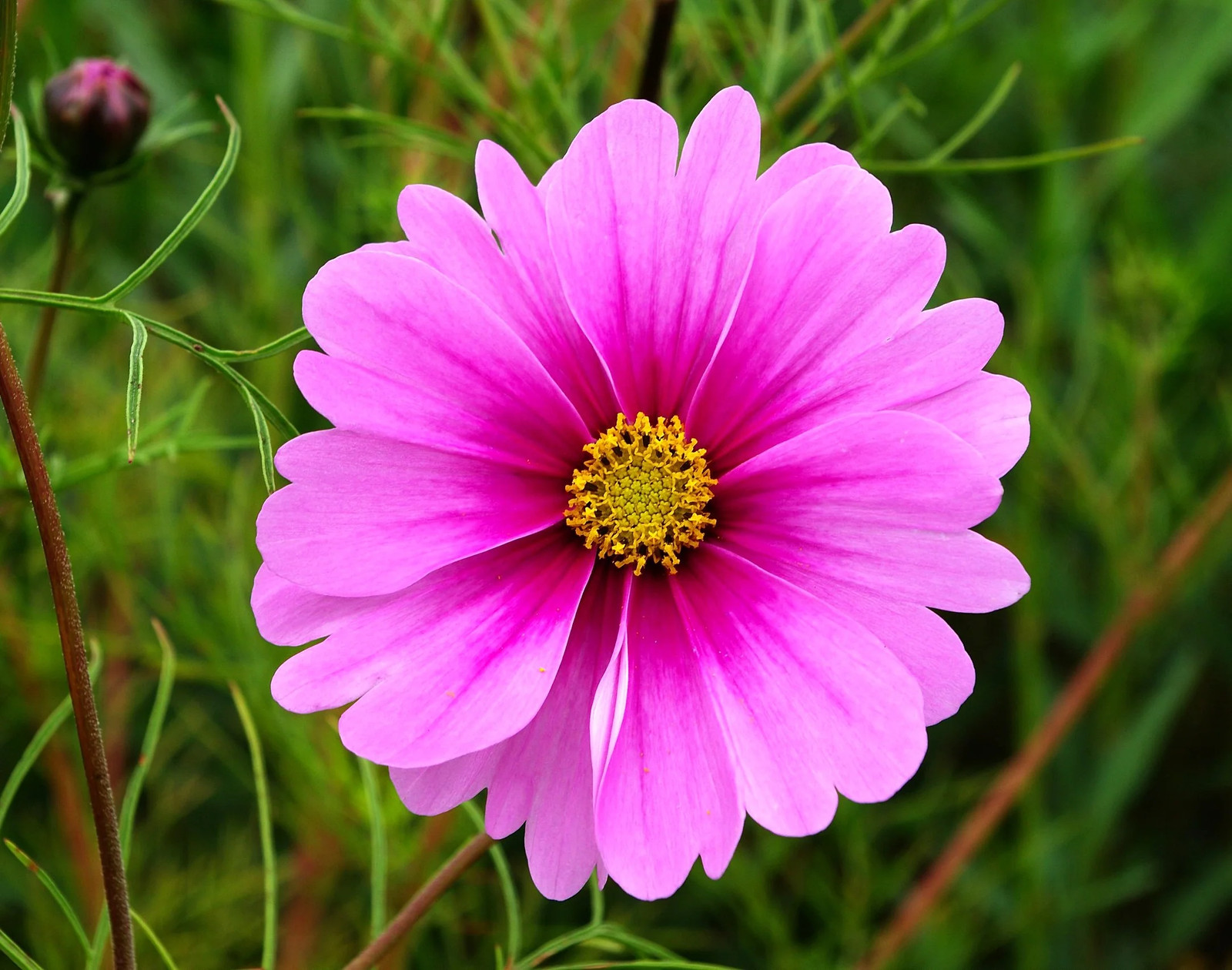 Pink Early Summer Cosmos (Dwarf) Seeds – For 2026 Planting Pink Wildflower