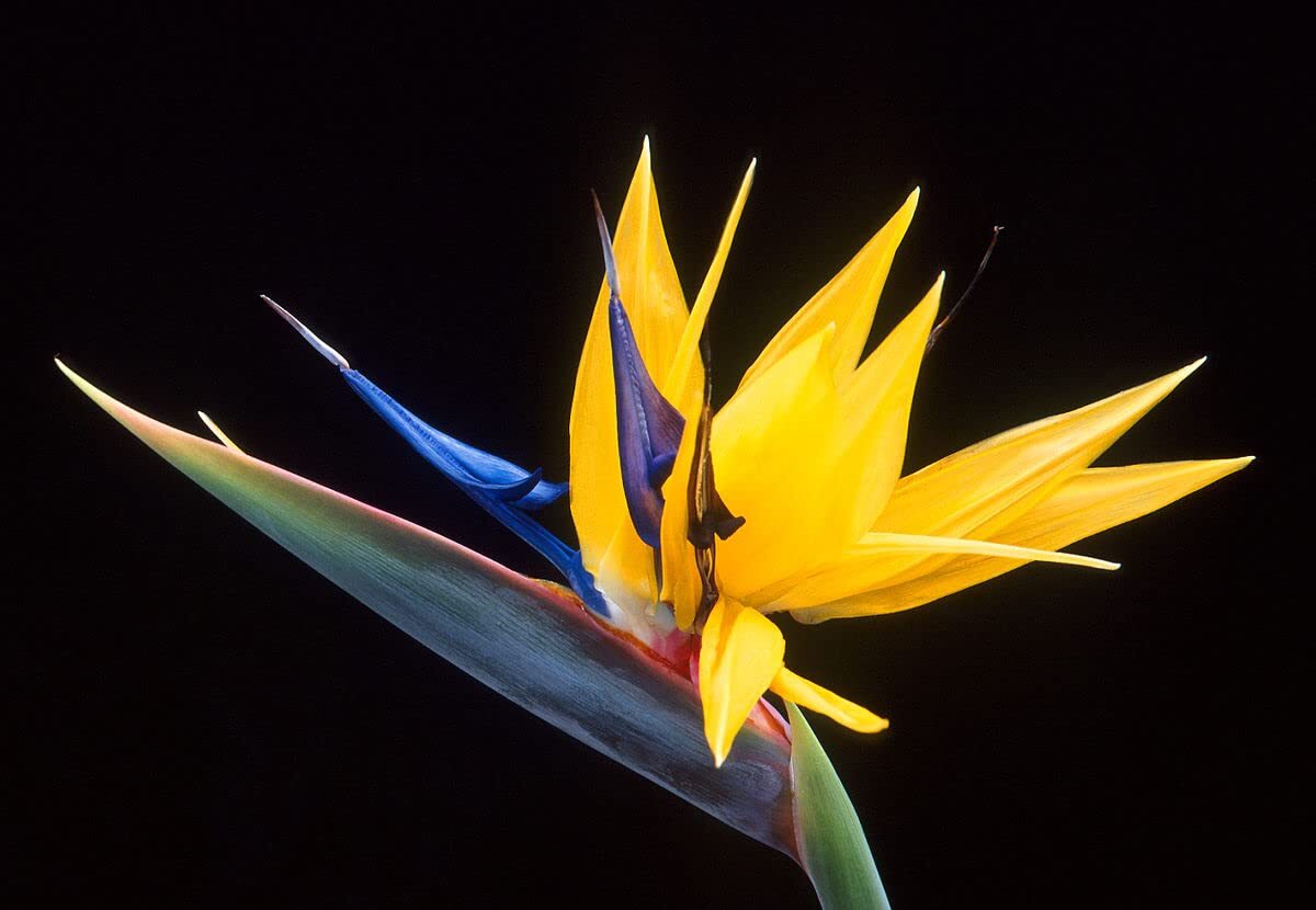 Bird of Paradise Flower Seed Bundle – 3 Colors, Orange, Yellow, White – 5 Seeds