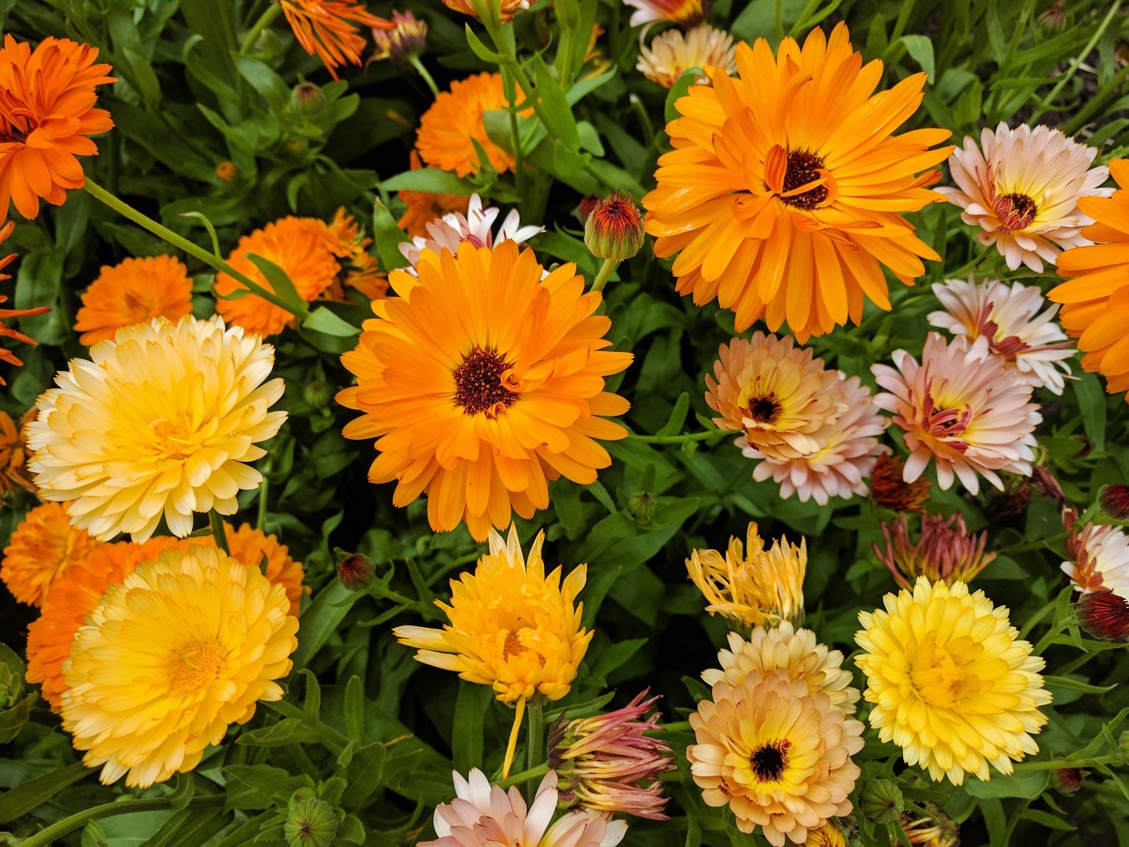 500 Mixed Colors FANCY MIX Pot MARIGOLD Calendula Officinalis Flower Seeds