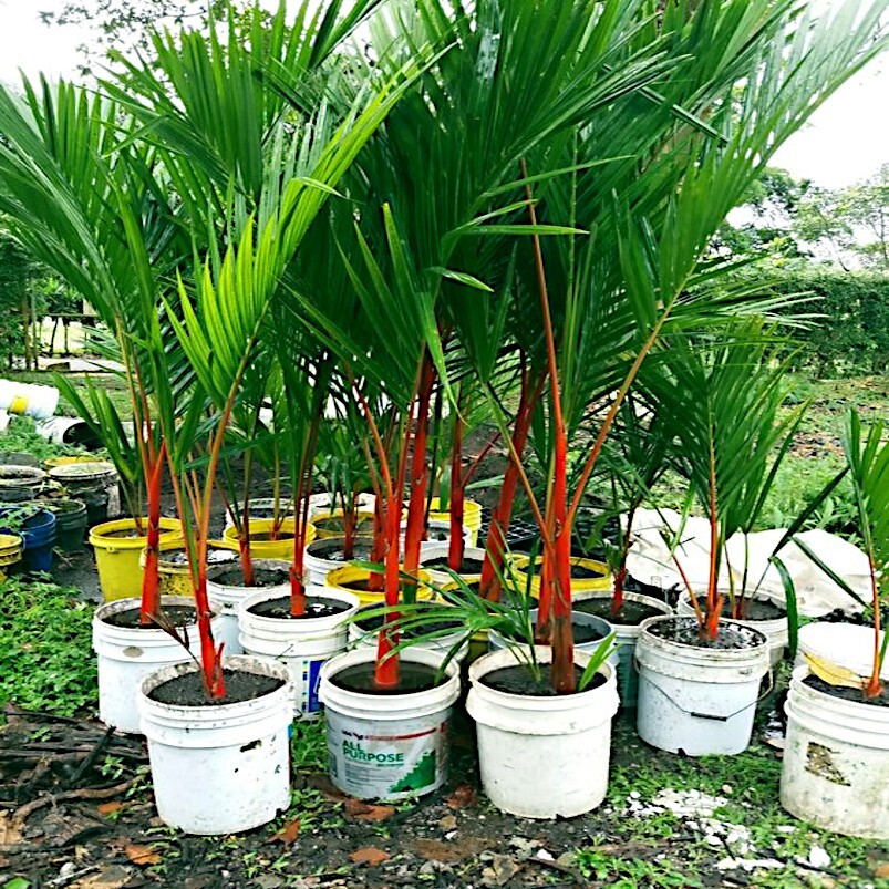 20 RED SEALING WAX “LIPSTICK” PALM TREE SEEDS (Cyrtostachys renda) House Plant