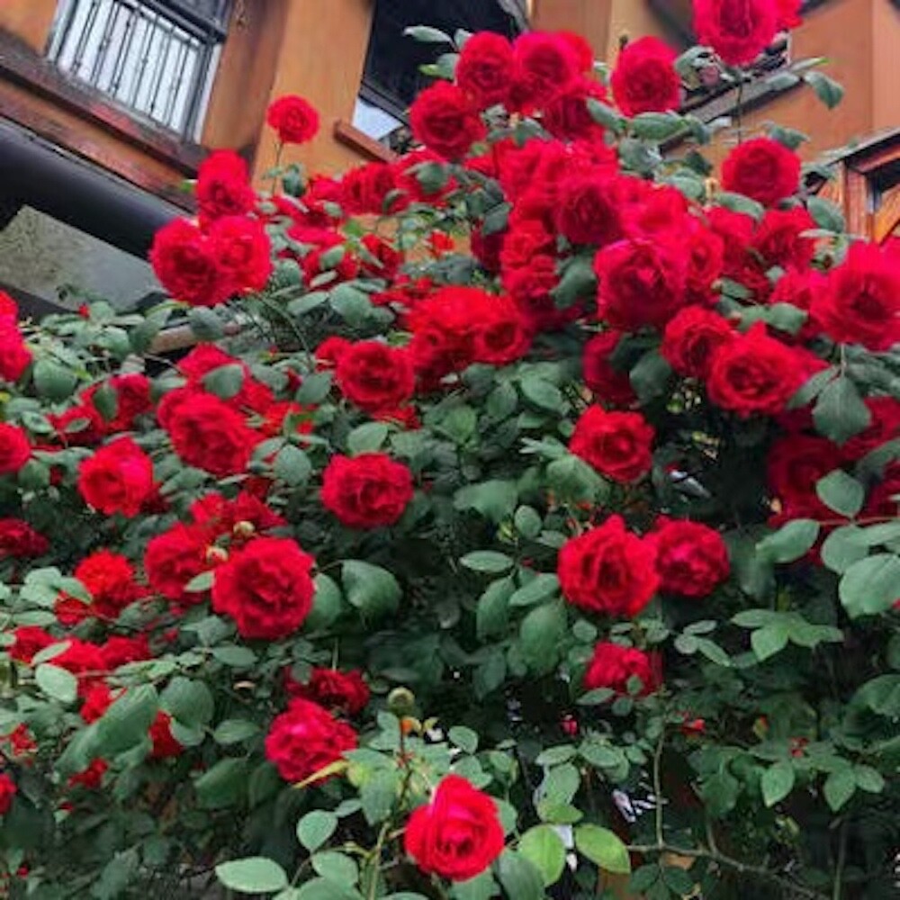 20 SEEDS for Cherry Red RARE CLIMBER climbing Rose bud flower exotic USA Seller