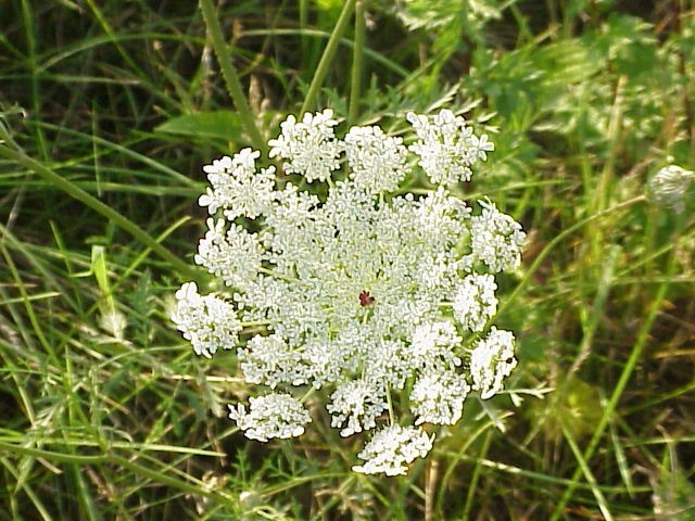 Daucus carota | European Wild Carrot Flower | Birds Nest |100_Seeds