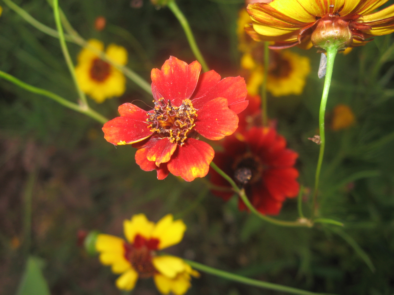 2,000 COREOPSIS TINCTORIA Seeds (Red Dwarf Plains Coreopsis) | Free shipping