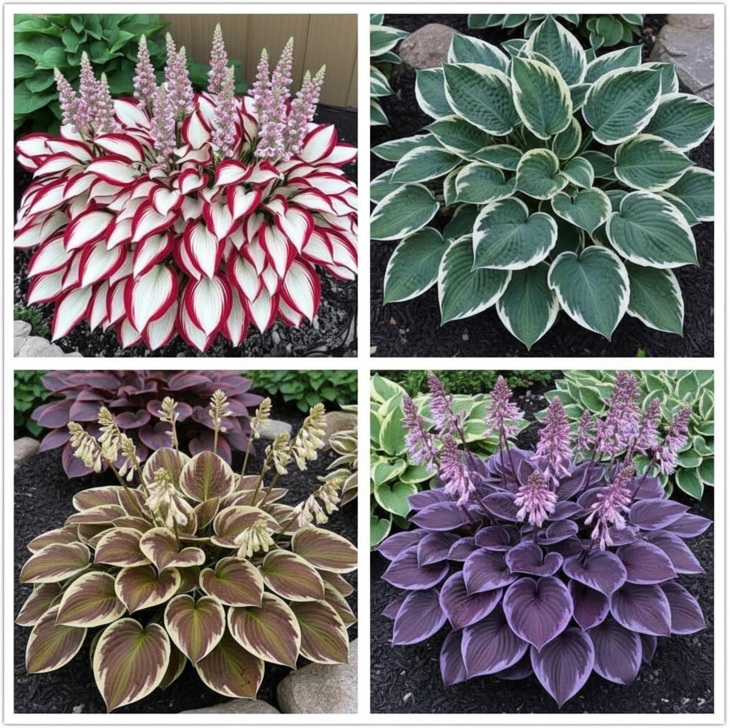 Bring Life to Your Shade Garden with 100+ Colorful Hosta Seeds – Low Maintenance