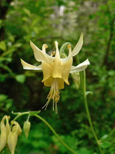 Aquilegia flavescens Golden Columbine 10 seeds